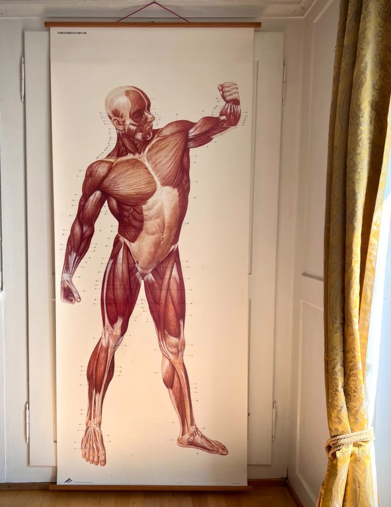 Oversized anatomical wall chart showing front view of human muscular system with labeled muscle groups, 200 × 84 cm