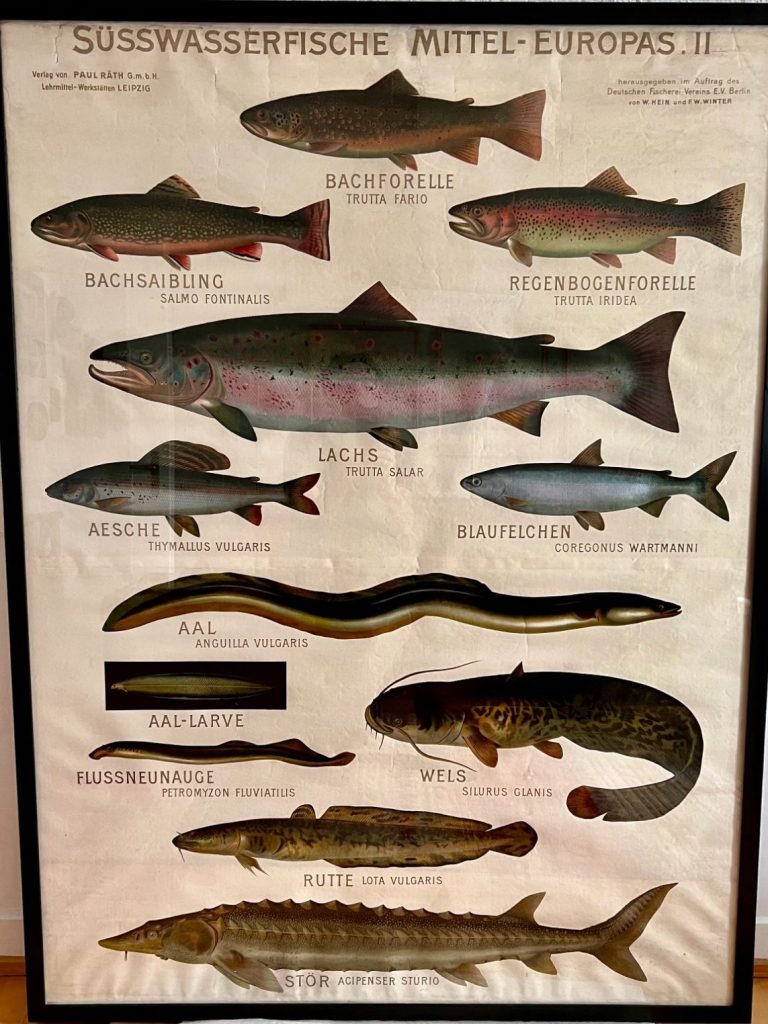 Rare 1940s educational wall chart of Central European freshwater fish, printed by Paul Räth Leipzig for Fischer-Verein Berlin, framed in bla