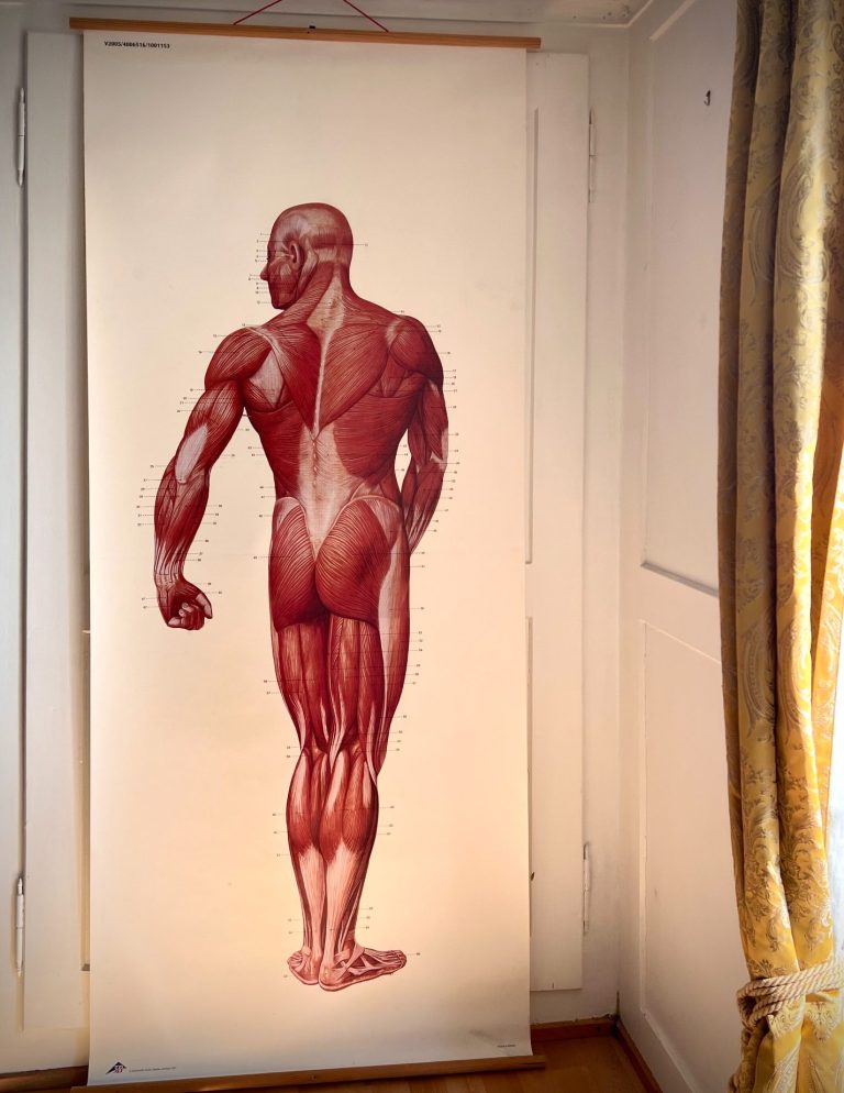 Oversized anatomical wall chart showing rear view of human muscular system with labeled muscle groups, 200 × 84 cm